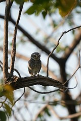 Spotted owl looking for food in