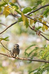 Spotted owl looking for food in