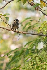 Spotted owl looking for food in