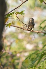 Spotted owl looking for food in