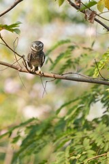 Spotted owl looking for food in