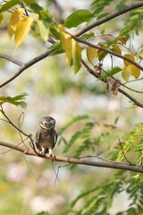 Spotted owl looking for food in