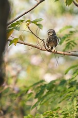 Spotted owl looking for food in