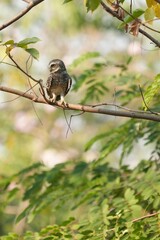 Spotted owl looking for food in