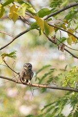 Spotted owl looking for food in