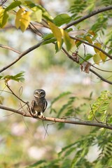 Spotted owl looking for food in