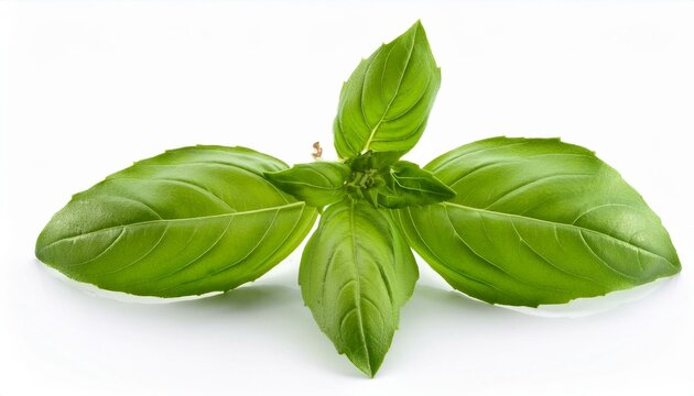 green holy basil ocimum sanctum sweet basil thai basil on white background ocimum basilicum linn