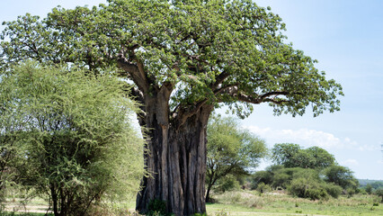 The majestic Baobab Tree stands tall in a beautiful natural landscape surrounded by nature...