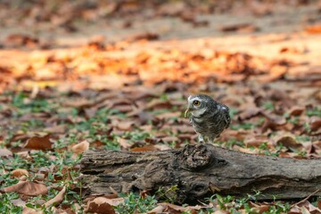 Spotted owl looking for food in