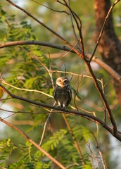 Spotted owl looking for food in