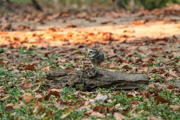 Spotted owl looking for food in