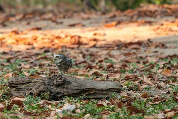 Spotted owl looking for food in