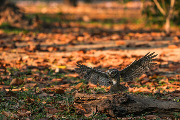 Spotted owl looking for food in