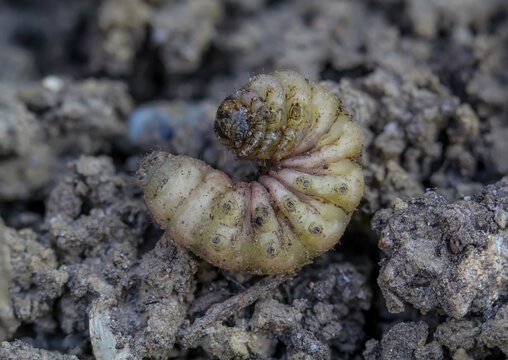 Eine K&auml;fer Larve, Engerling auf der Erde.