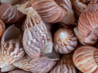 Viele Schaalen von Schnecken und Muscheln.
