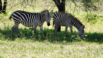 Two zebras graze peacefully in their natural habitat, showcasing their beauty and grace Tarangire National Park Tanzania Africa