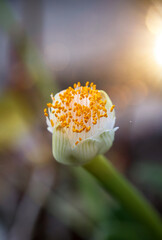 Die Blüte des Elefantenohr, Alocasia odora. nahaufnahme einer Exotischen Blüte.
