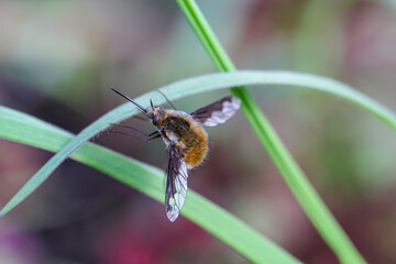 Ein Wollschweber im Gras.