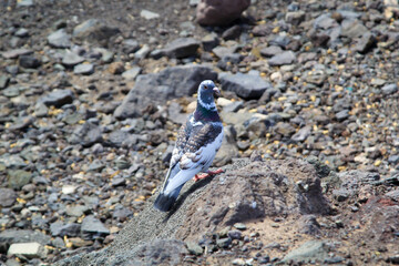 Eine Taube auf einem Stein.