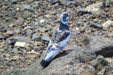 Eine Taube auf einem Stein.