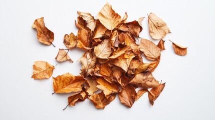 Autumn leaves scattered on white background; fall design