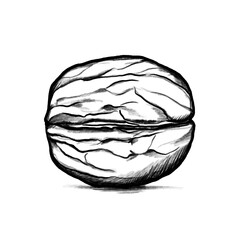 Walnut, Hand drawing, illustration, pencil, sketch, transparent PNG