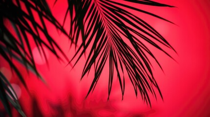 Vibrant Pink Sunset Palm Leaf Silhouette Photography