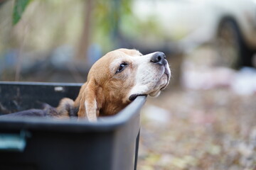 Beagle Dog Napping Comfortably in a Plastic Box Outdoors