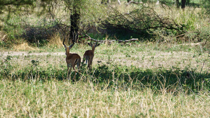 Two Deer Grazing Peacefully in a Beautiful Serene Natural Landscape of the Countryside Tarangire National Park Tanzania Africa