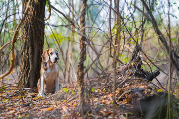 Adorable Beagle Puppy Sitting Outdoors on Autumn Leaves in Natural Light
