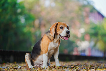 An Adorable Beagle Dog Sitting in The Park Setting Surrounded by Autumn Leaves