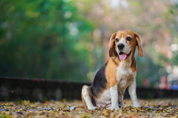An Adorable Beagle Dog Sitting in The Park Setting Surrounded by Autumn Leaves