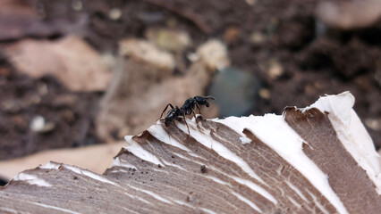 Ants on mushrooms