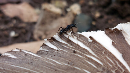 Ants on mushrooms