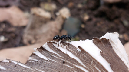 Ants on mushrooms