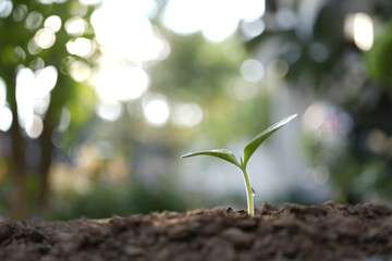 Vegetable sprout growing macro plant closeup