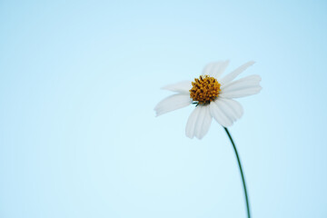 daisy on blue background