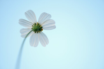 daisy flower on blue background