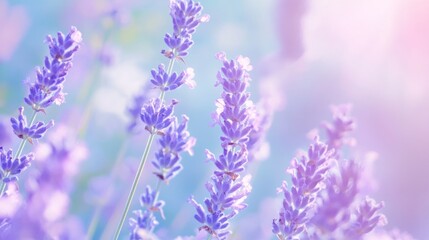 Fototapeta premium Gentle Lavender Field: A Serene Floral Escape in Soft Pastel Tones