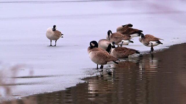 The Canada goose Branta canadensis, birds on ice in winter resting on a lake, New Jersey