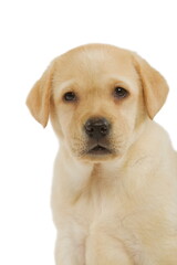Chiot Labrador sable