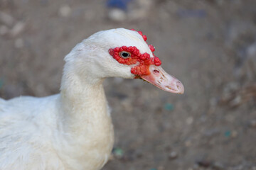 Close up head The white Duck is stay in dry garden