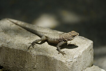 Tropidurus torquatus is a lizard in the family Tropiduridae, popularly known as the Amazon lava lizard. Fortaleza Ceará, Brazil.