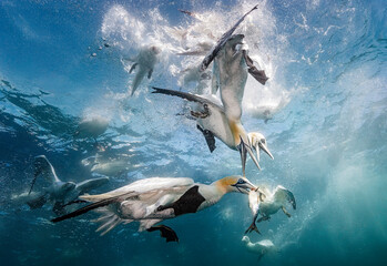 Eye level with diving Northern gannets (Morus bassanus) taking Mackerel (Scomber scombrus)...