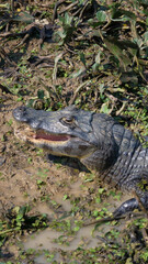 Vertical image of  Top view of a  Jacaré-do-Pantanal or Caiman Yacare, lying in shallow marshland waters.  The caiman is endemic to the Pantanal area in Brazil.