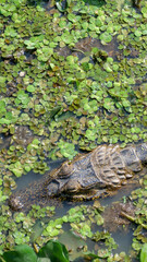 Vertical image of Top view of a  Jacaré-do-Pantanal or Caiman Yacare, lying between green leaves in shallow marshland waters.  The caiman is endemic to the Pantanal area in Brazil.