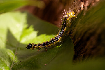 Raupe (Kleiner Fuchs, Aglais urticae)