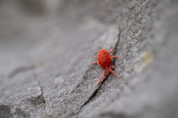 Rote Spinnmilbe (Tetranychida)
