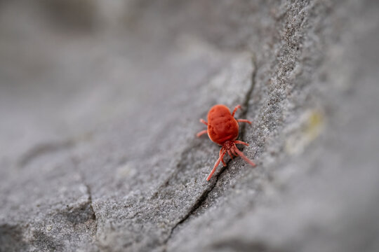 Rote Spinnmilbe (Tetranychida)