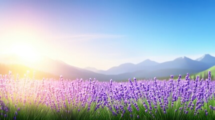 Obraz premium A stunning lavender field in full bloom under a clear blue sky, with gentle sunlight illuminating the vibrant purple flowers